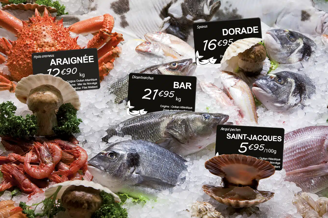 Evolis Edikio Flex Price Tag Printer (300 dpi, USB, Ethernet) - Image 3